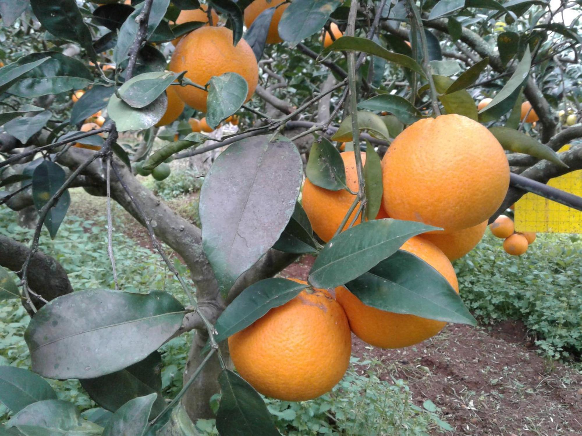 La Mimosa Case Vacanze Marsala Eksteriør bilde