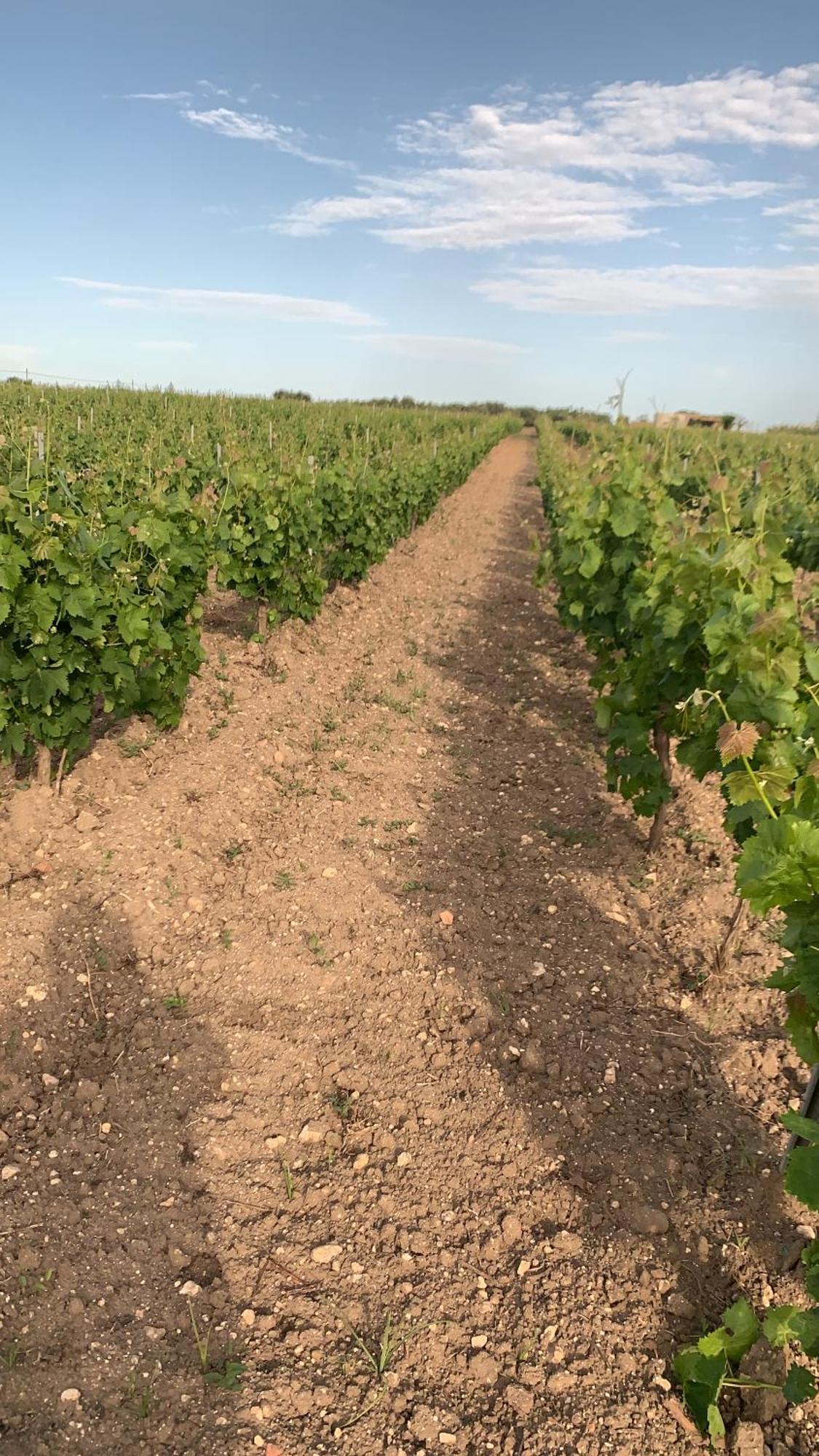 La Mimosa Case Vacanze Marsala Eksteriør bilde